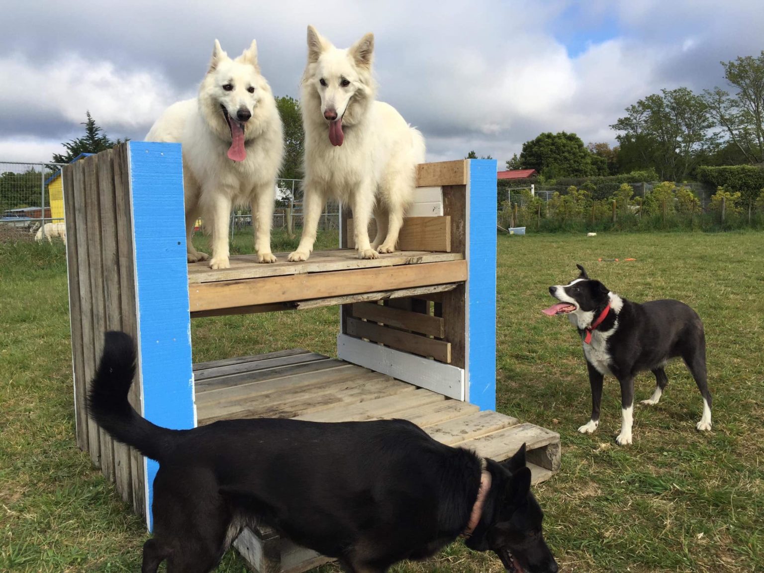 Our Services Spring Grove Kennels & Cattery