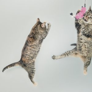 jumping-cute-playing-animals