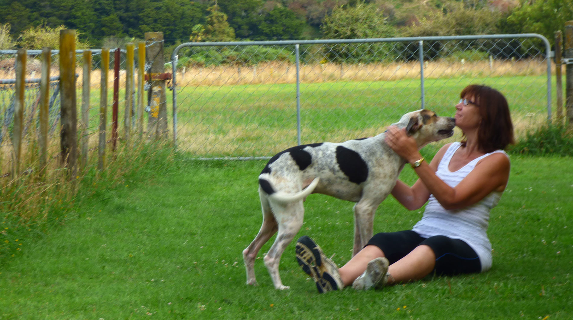 Home Spring Grove Kennels & Cattery