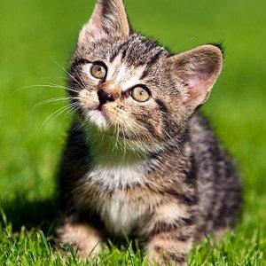 kitten-cuteness300 kitten-cuteness300