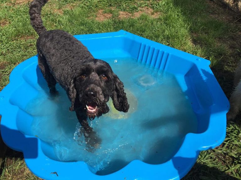 Latest News Spring Grove Kennels & Cattery