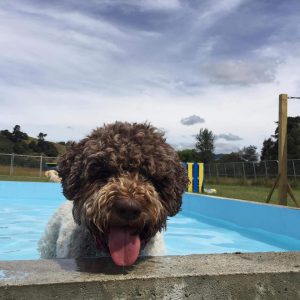 A Dog Enjoying Spring Grove Dog Kennels Swimming Pool