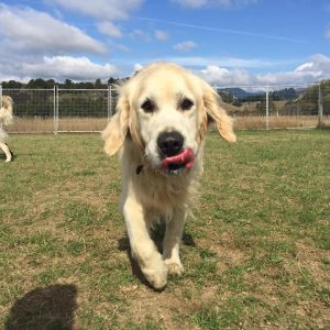 Retriever Dog Enjoying Spring Grove Dog Kennels