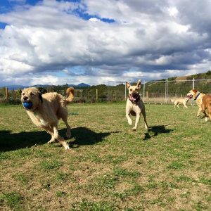 Dogs Running With A Ball At Spring Grove Dog Kennels