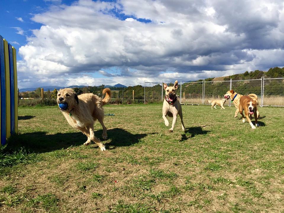 Dogs running with a ball at spring grove dog kennels