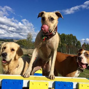 Dogs Enjoying Spring Grove Doggy Day Care