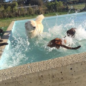 Dogs Enjoying The Pool At Spring Grove Dog Kennels