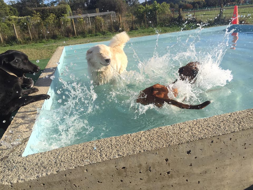 dogs enjoying the pool at spring grove dog kennels