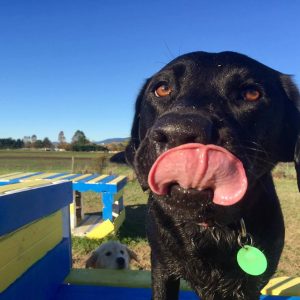 A Dog Licking His Lips At Spring Grove Dog Kennels