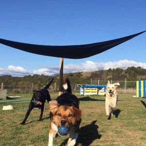 Dogs Enjoying A Ball Game At Spring Grove Dog Kennels