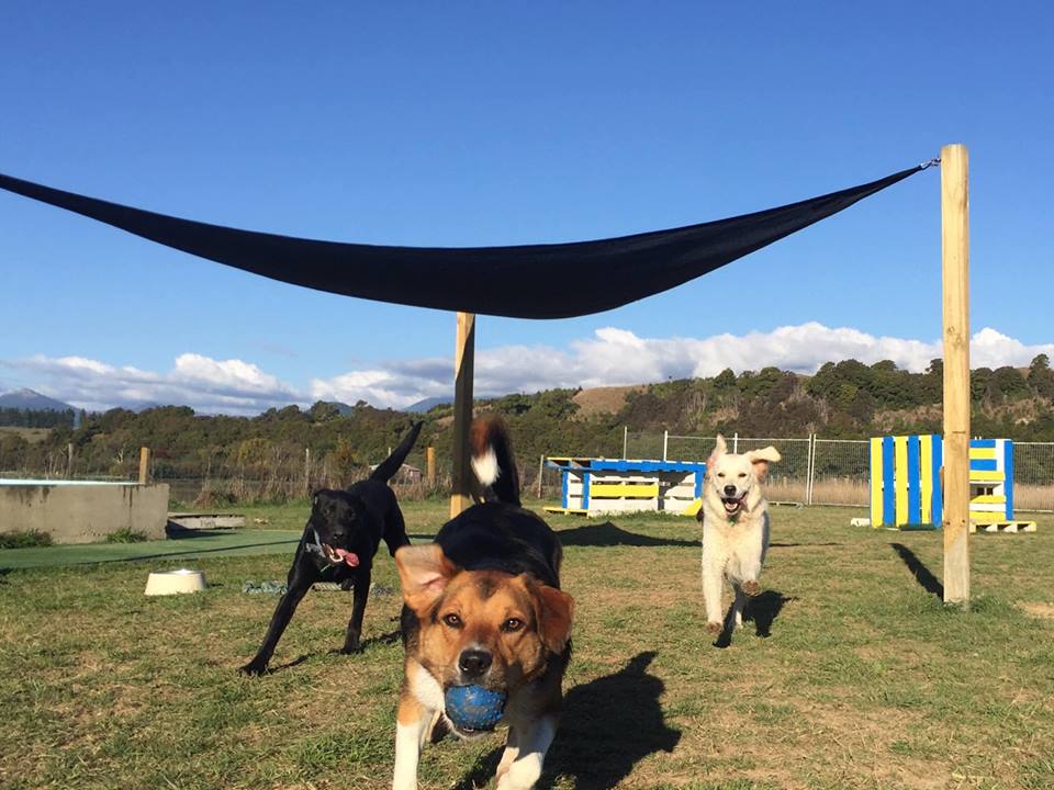 dogs enjoying a ball game at spring grove dog kennels
