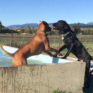 Dogs Enjoying The Pool At Spring Grove Dog Kennels