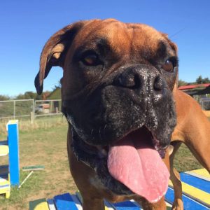 A Dog Playing At Spring Grove Dog Kennels