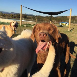 Dogs Enjoying Spring Grove Dog Kennels