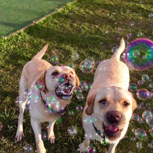 Dogs Enjoying Bubbles At Spring Grove Dog Kennels