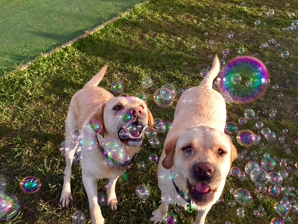 dogs enjoying bubbles at spring grove dog kennels