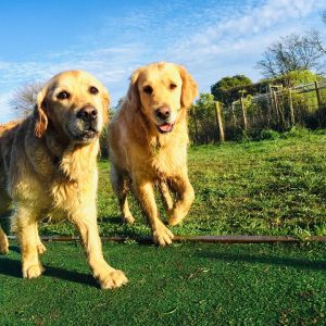 Two Retriever Dogs Enjoying Spring Grove Dog Kennels