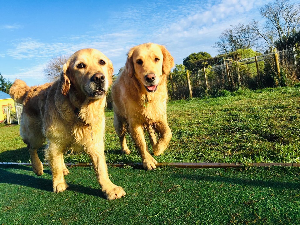 two retriever dogs enjoying spring grove dog kennels