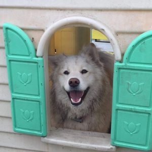 A Dog Enjoying Spring Grove Dog Kennels