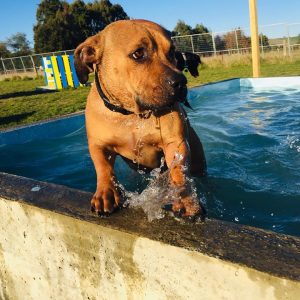 A Dog Enjoying Spring Grove Dog Kennels