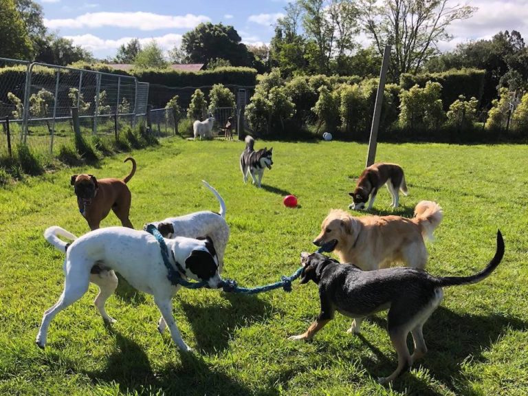 Latest News Spring Grove Kennels & Cattery